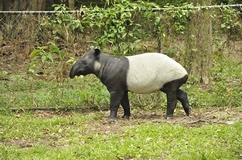 Tapir - Descriptions, Habitats, Images, Diets, and Interesting Facts