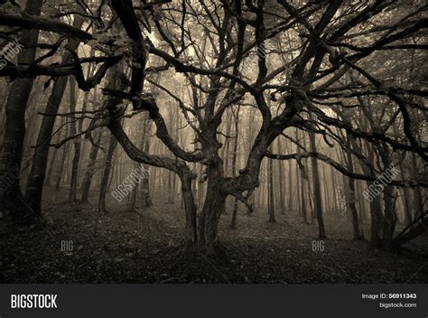 Dark Eerie Spooky Tree Image & Photo (Free Trial) | Bigstock