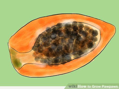 How to Grow Pawpaws | Paw paw seeds, Veggie garden, Growing