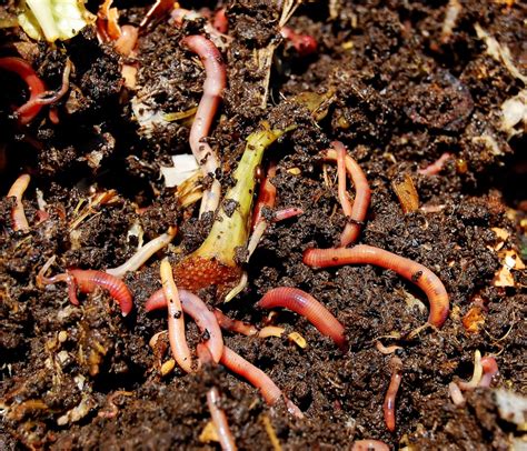 Types Of Garden Worms