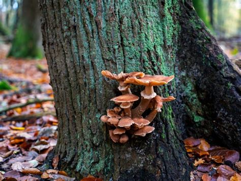 Tree Bark Fungus Identification Guide | Gardening Know How