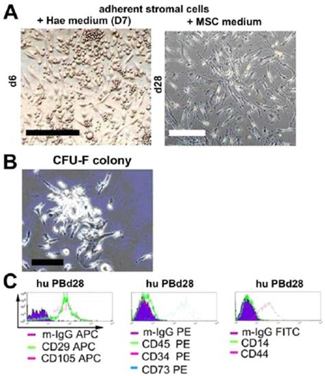 CFU-F colonies of MSC and surface expression of various mesenchymal ...