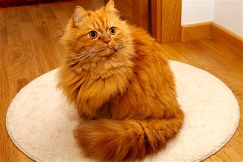 Premium Photo | Gorgeous orange persian cat with deep gaze