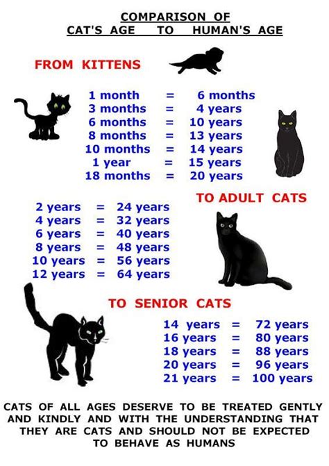 kitten age teeth - Google Search | Cat ages, Cats, Cat facts