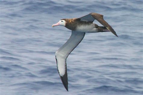 AA Bird Photography/albatrosses/ANTIPODEAN ALBATROSS