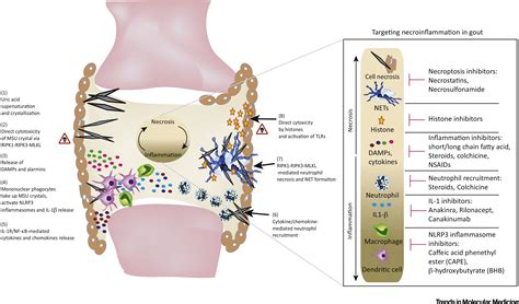 Molecular Pathophysiology of Gout: Trends in Molecular Medicine