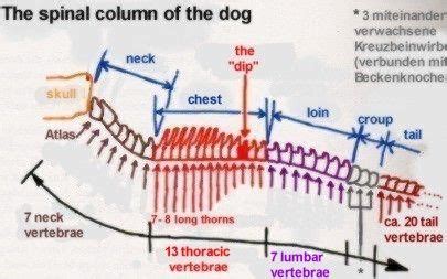 how many thorasic vertebrae in dogs | Vertebrae, Dogs, Thoracic vertebrae