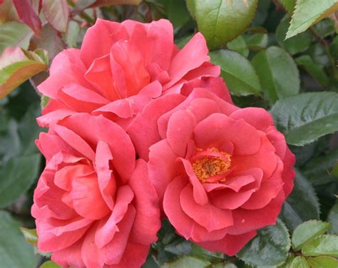 Hot Cocoa - Beautiful Floribunda Rose