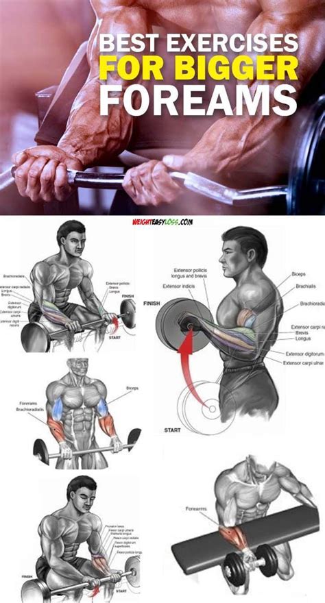 Combine Dumbbell reverse curls with the best bulking stack consisting ...