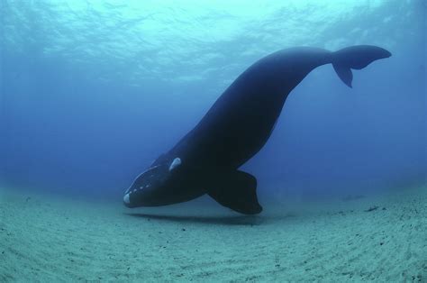 La ballena franca austral vuelve a visitar regularmente Nueva Zelanda - Ciencia - ABC Color