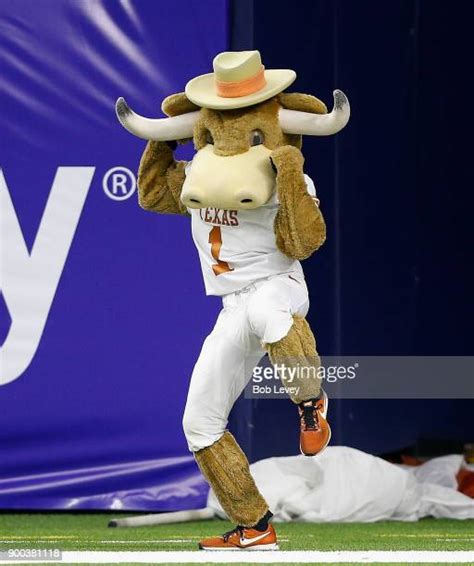 Longhorns Mascot Photos and Premium High Res Pictures - Getty Images