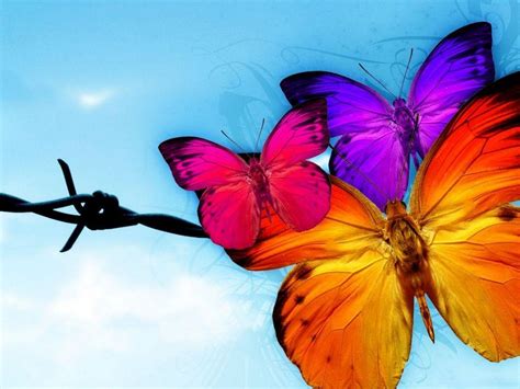 TREND WALLPAPERS: Butterfly Wallpaper