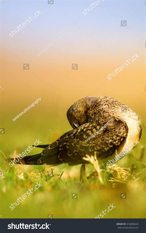 Cute Bird Sleeping Nature Background Collared Stock Photo 616898420 ...