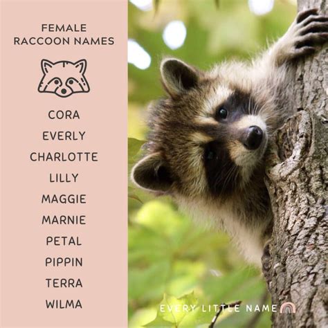 160+ Best Raccoon Names (Cool, Funny, and Cute) - Every Little Name