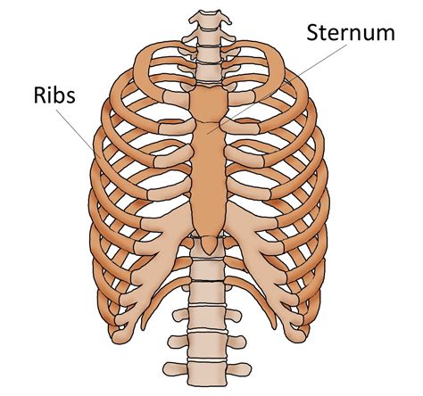 Sternum Pain (Breast Bone Pain) | Current Health Advice, Health Blog Articles and Tips