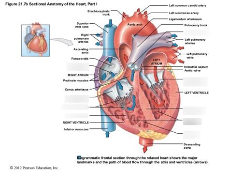 The Heart (Frontal View) Diagram | Quizlet