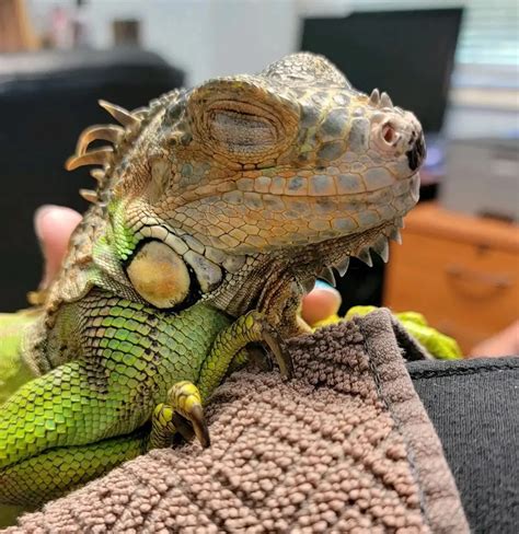 Exotic Pet Care Charlottesville - Old Dominion Animal Hospital