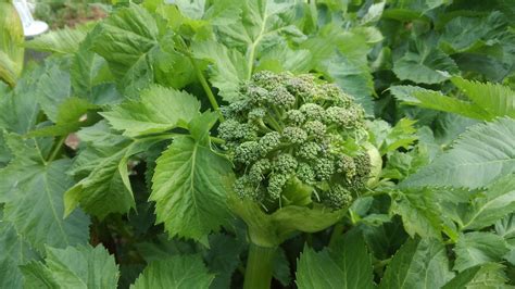 Angelica Seeds. Angelica archangelica — Wayside Botanicals