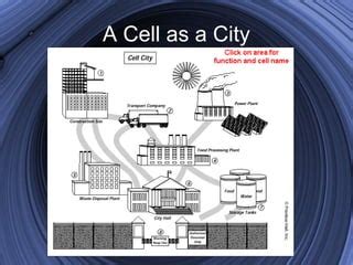 Plant Cell City Analogy