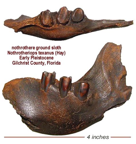 ground sloth jaw - Members Gallery - The Fossil Forum