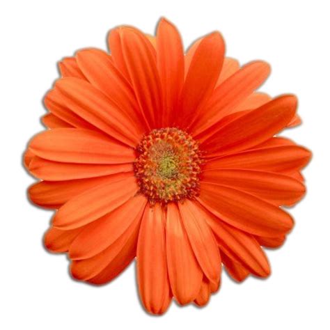 FlowerPower_ | Beautiful flowers wallpapers, Gerbera daisy, Orange gerbera daisy
