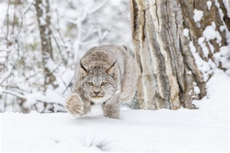 Bobcat in the Snow stock image. Image of lynx, adult - 101832639