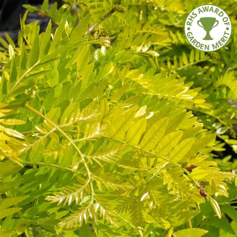 Gleditsia triacanthos Sunburst | Golden Honey Locust Trees