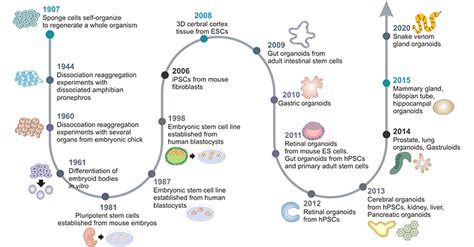 Organoids – SciSupply Hub