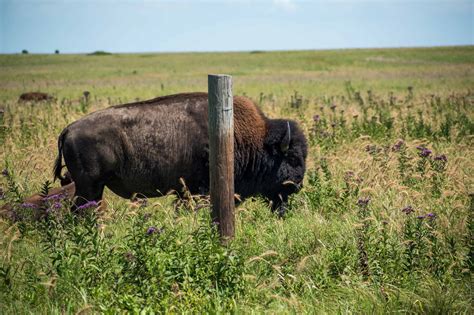 Ultimate Guide To The Tallgrass Prairie Preserve In Pawhuska, Oklahoma