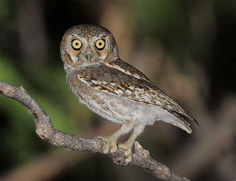 Elf Owl (Micrathene whitneyi) | Birdzilla - Enjoyin' Birds