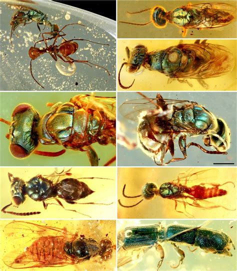 Amber fossils unlock true color of 99-million-year-old insects