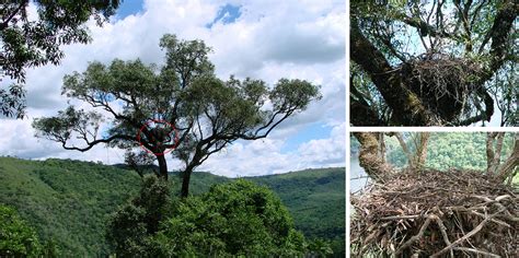 SciELO - Brasil - Breeding biology and conservation of hawk-eagles ...