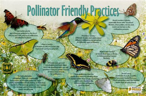 National Pollinator Week | Pollinator garden, Pollination, Pollinator garden design