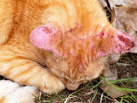 Ringworm in Dogs & Cats: Symptoms & Treatment - Bow Wow Meow