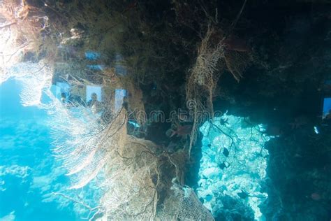 At Coral World Underwater Observatory in Eilat Stock Photo - Image of observatory, aquarium ...