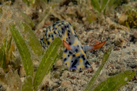 Sea slug in the Red Sea stock image. Image of chromodoris - 146809117