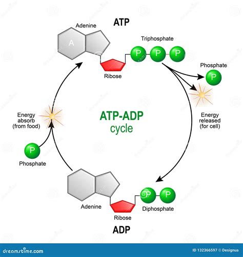 ATP ADP Cycle. Adenosine Triphosphate ATP is a Organic Chemica Stock Vector - Illustration of ...