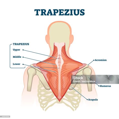 Trapezius Muscle Labeled Medical Anatomy Structure Scheme Vector Illustration Stock Illustration ...