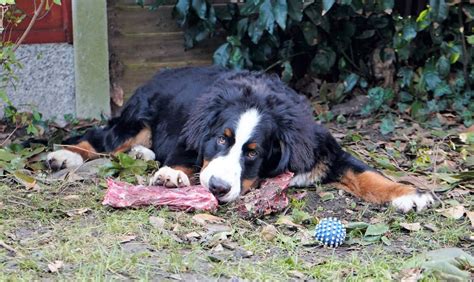 17-Year-Old Dog Finds Strength to Greet Mom and It's So Moving