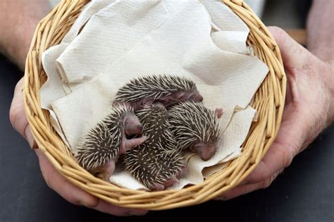 How Do I Know If My Hedgehog Is Pregnant? 10 Common Signs! - Petstant