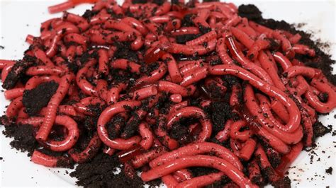 How to make jello worms for halloween | ann's blog