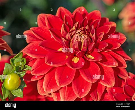 Blooming red dahlias in the garden Stock Photo - Alamy