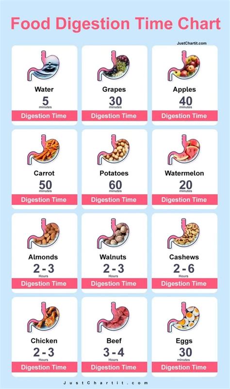 How much time does the stomach take to digest fast food? | Longevity