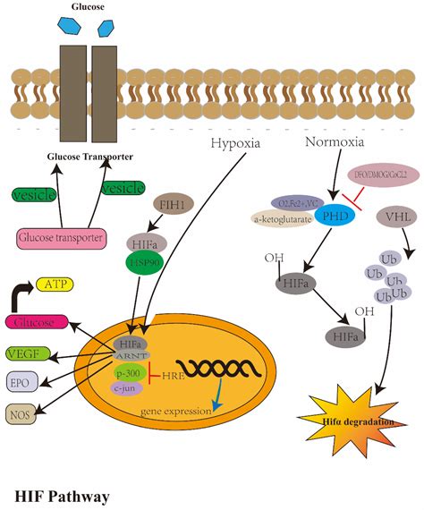 IJERPH | Free Full-Text | Hypoxia Pathway in Osteoporosis: Laboratory Data for Clinical Prospects