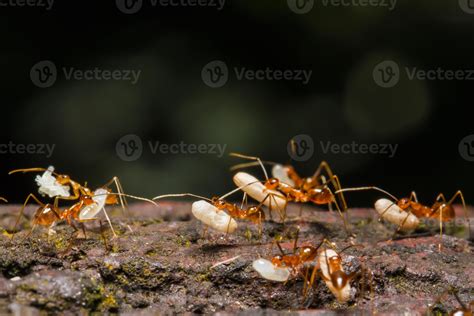 Ant are carrying eggs 847745 Stock Photo at Vecteezy