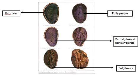 Horticulture :: Plantation Crops :: Cocoa