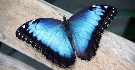 Blue Butterfly Information | eHow UK