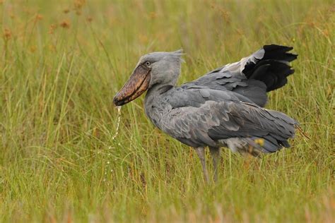 Shoebill | The Life of Animals