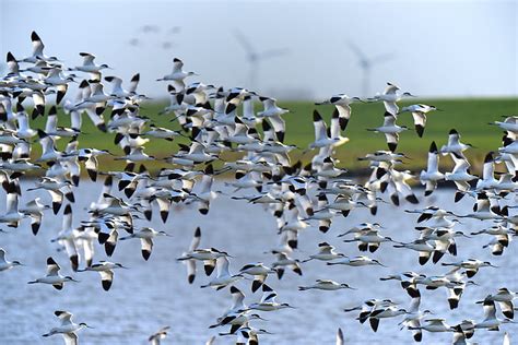 Free photo: avocet, north sea, bird migration, bird, flock Of Birds ...