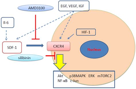 Cells | Free Full-Text | Involvement of CXCR4 in Normal and Abnormal ...